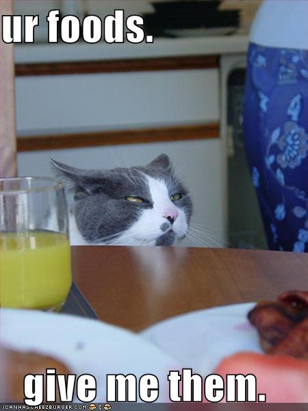 funny-pictures-gimme-food-cat.jpg